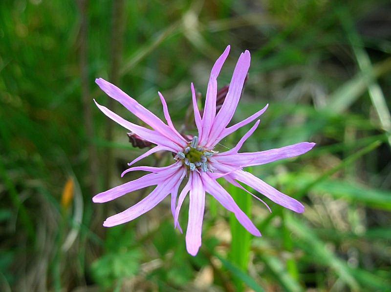 Lychnis flos-cuculi / Crotonella Fior di cuculo
